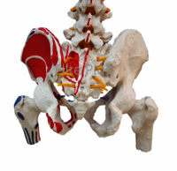 ZX-S126P Vertebral Column with Femur Head, Painted