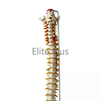 ZX-S126P Vertebral Column with Femur Head, Painted