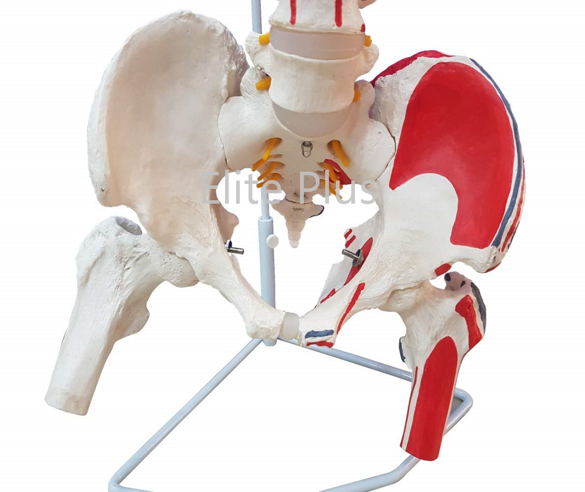 ZX-S126P Vertebral Column with Femur Head, Painted