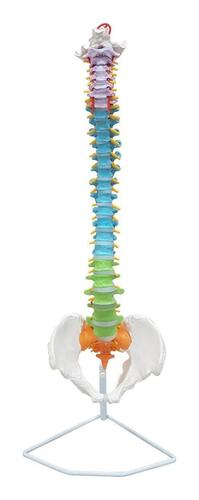 ZX-S105P Vertebral Column Flexible, Didactic Painted