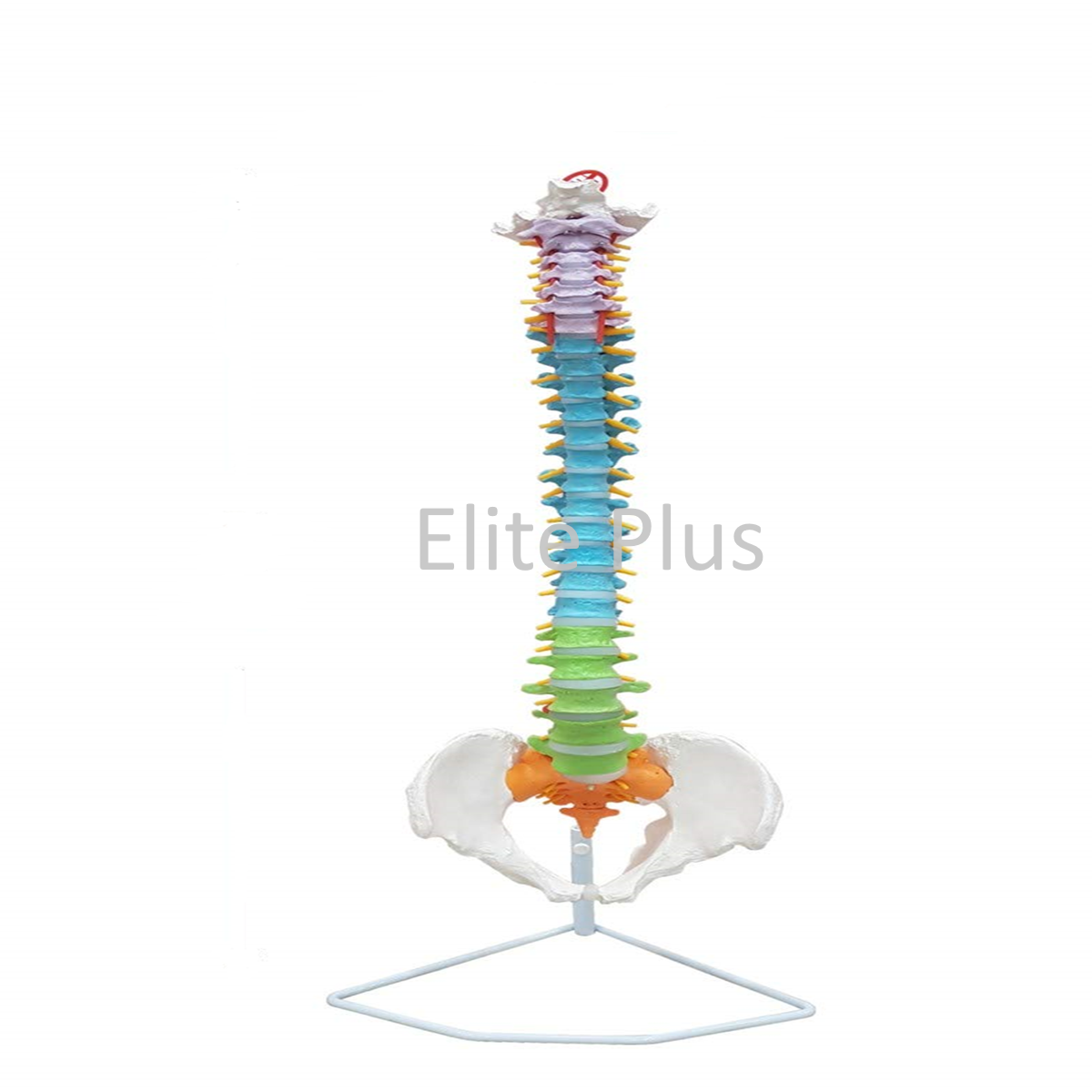 ZX-S105P Vertebral Column Flexible, Didactic Painted