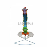 ZX-S105P Vertebral Column Flexible, Didactic Painted