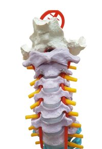 ZX-S105P Vertebral Column Flexible, Didactic Painted