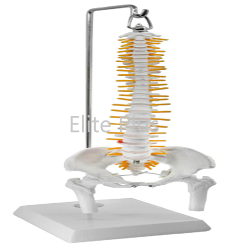 ZX-1223 Spinal Column Model Half Size