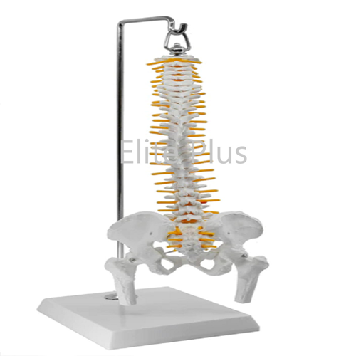 ZX-1223 Spinal Column Model Half Size