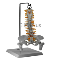 ZX-1223 Spinal Column Model Half Size