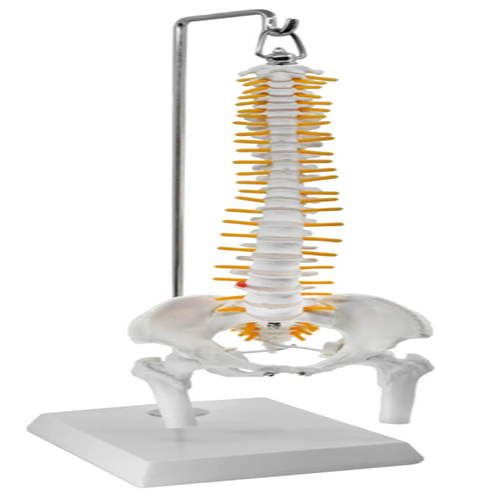 ZX-1223 Spinal Column Model Half Size