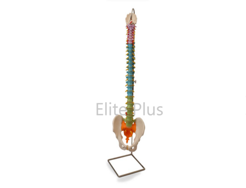 ZX-1223P Didactic Vertebral Column, Half Size