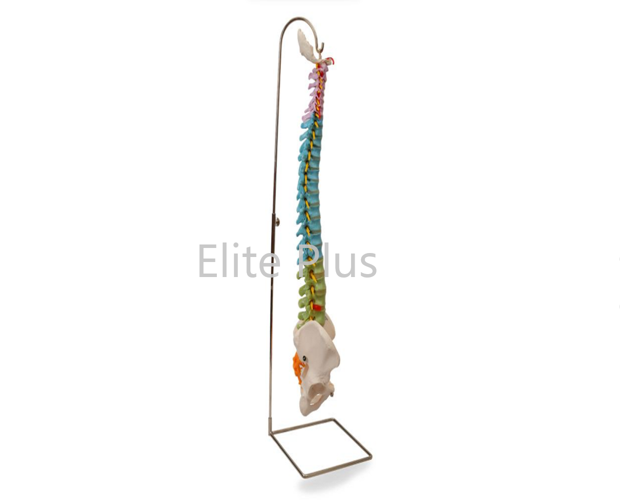 ZX-1223P Didactic Vertebral Column, Half Size