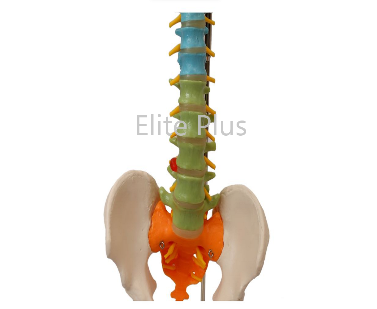 ZX-1223P Didactic Vertebral Column, Half Size