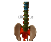 ZX-1223P Didactic Vertebral Column, Half Size