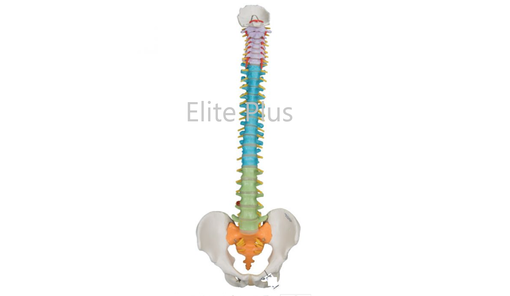 ZX-1223P Didactic Vertebral Column, Half Size