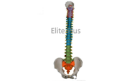 ZX-1223P Didactic Vertebral Column, Half Size