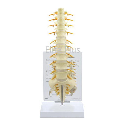 ZX-S120 Thoracic Vertebrae model Life Size