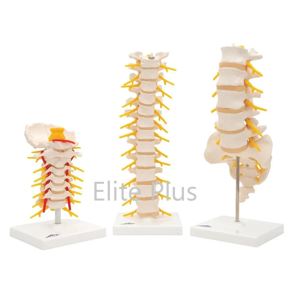 ZX-S120 Thoracic Vertebrae model Life Size