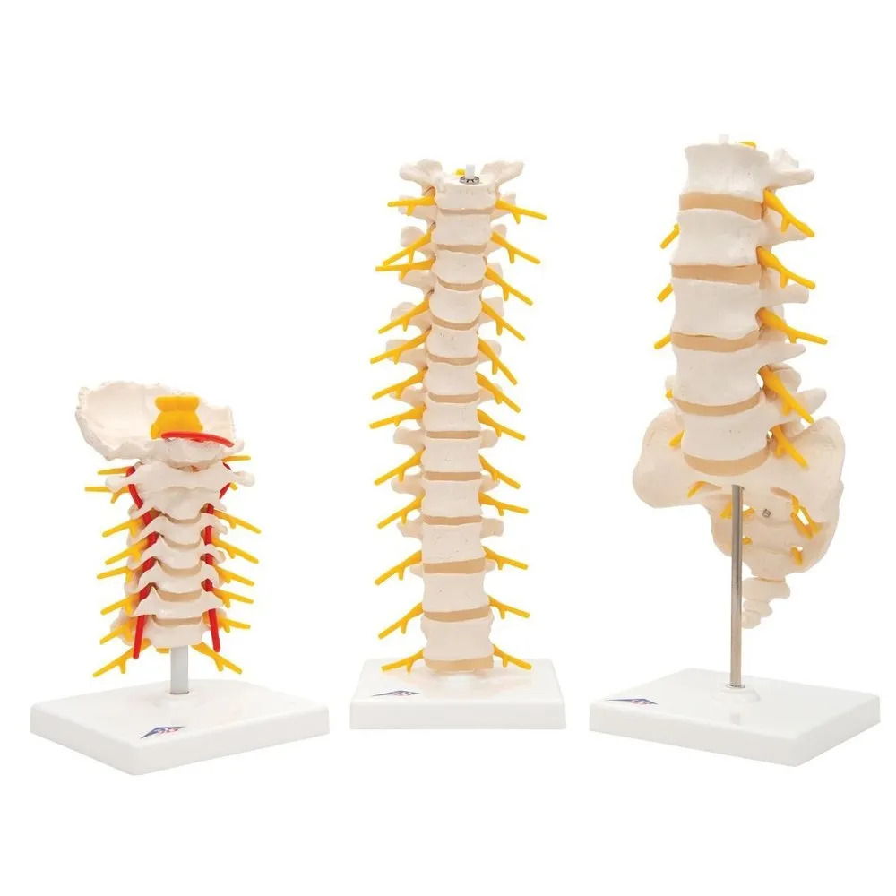 ZX-S120 Thoracic Vertebrae model Life Size