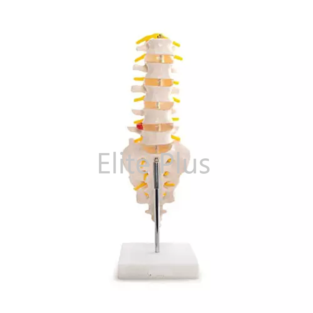 ZX-S119 Lumbar Vertebrae with Sacrum Bone