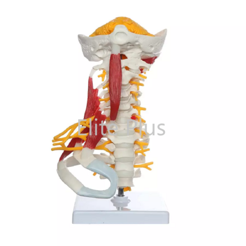 ZX-1228 Cervical Spine & Occipital Bone, Nerves and Muscles