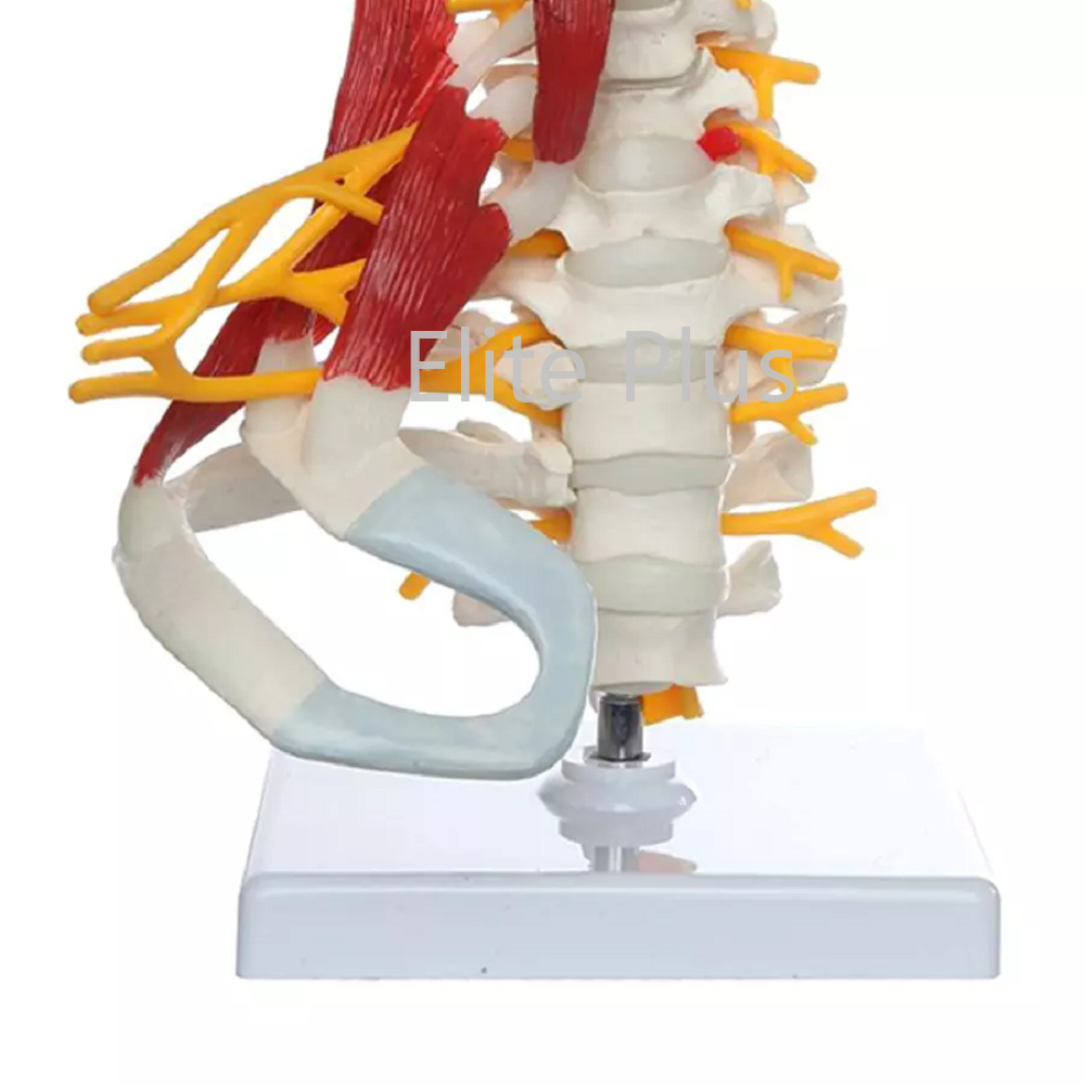 ZX-1228 Cervical Spine & Occipital Bone, Nerves and Muscles