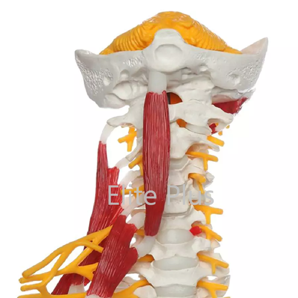 ZX-1228 Cervical Spine & Occipital Bone, Nerves and Muscles