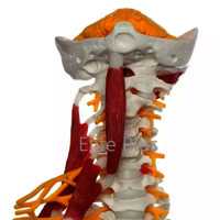 ZX-1228 Cervical Spine & Occipital Bone, Nerves and Muscles