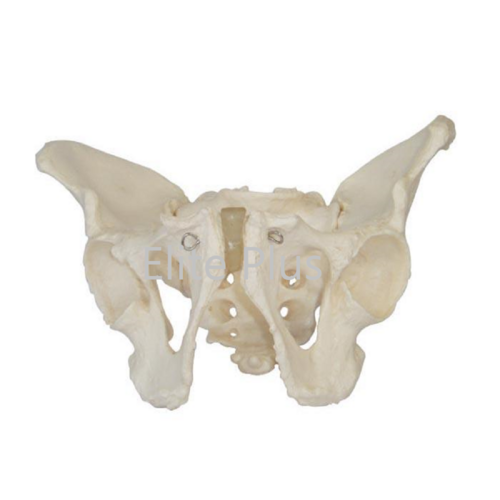 ZX-S123 Male Pelvis Bone Model