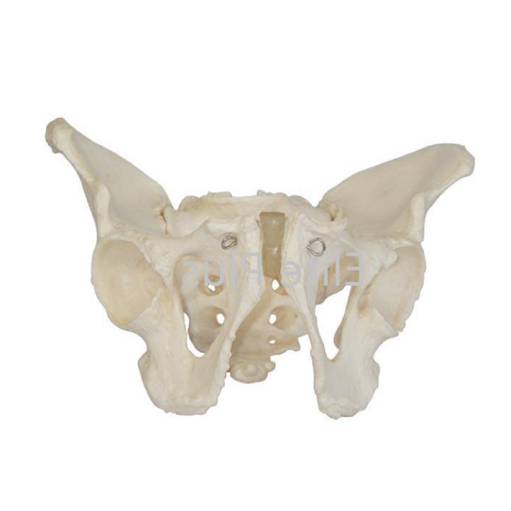 ZX-S123 Male Pelvis Bone Model