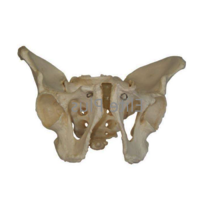 ZX-S123 Male Pelvis Bone Model