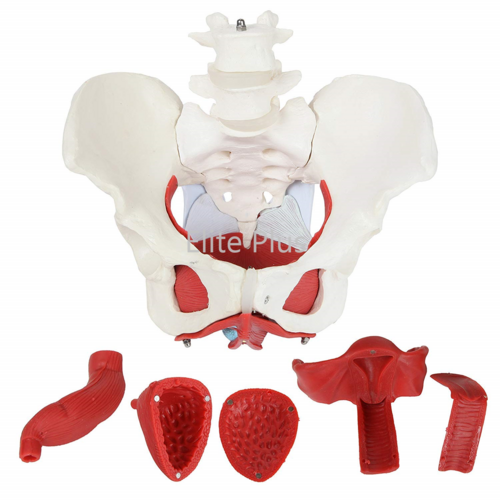 ZX-1233 Female Pelvic Muscles with Removable Genitals