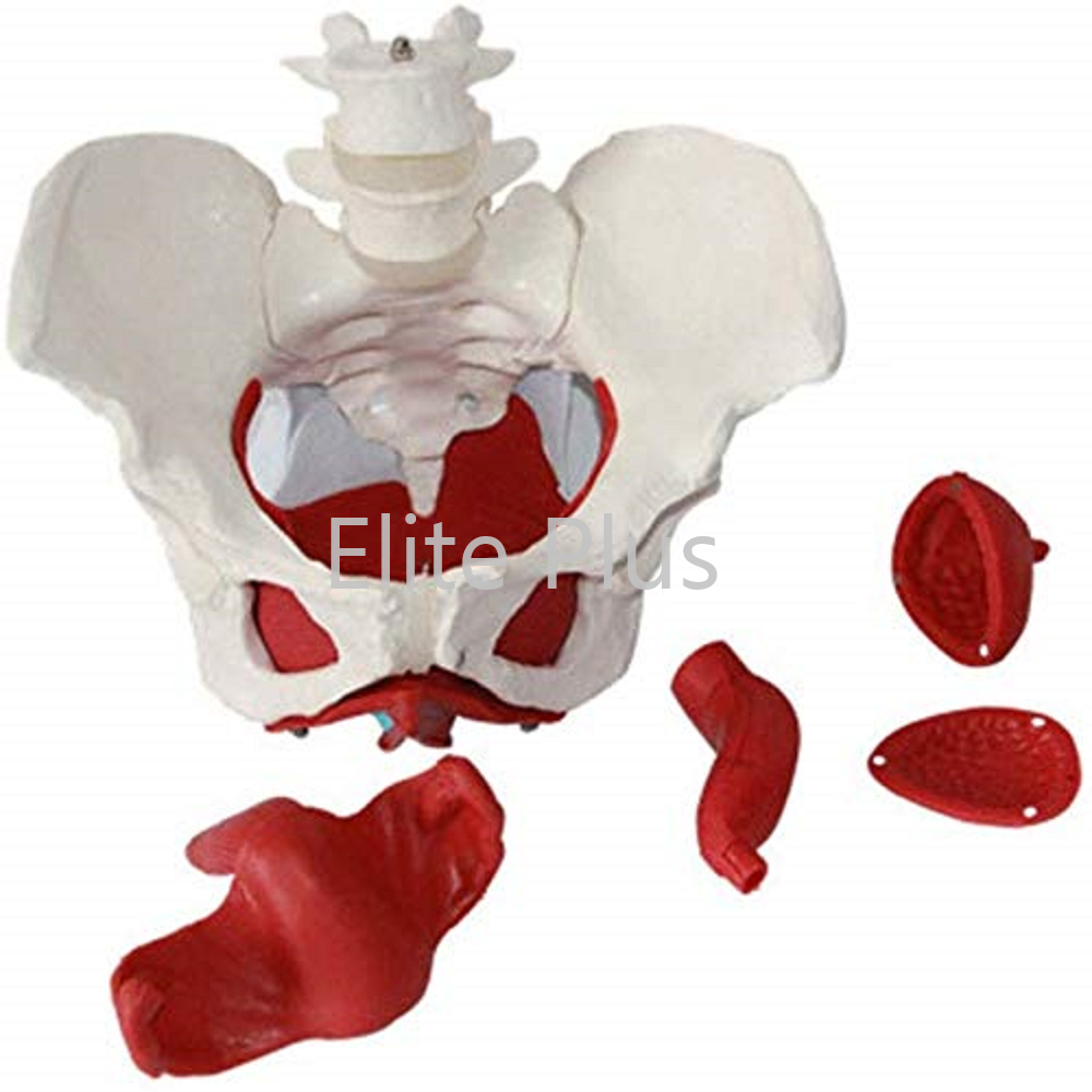 ZX-1233 Female Pelvic Muscles with Removable Genitals