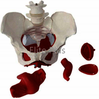 ZX-1233 Female Pelvic Muscles with Removable Genitals