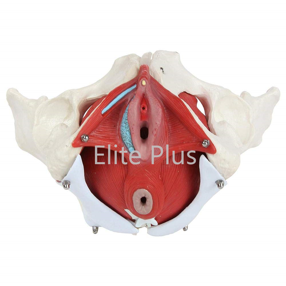 ZX-1233 Female Pelvic Muscles with Removable Genitals