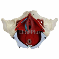 ZX-1233 Female Pelvic Muscles with Removable Genitals