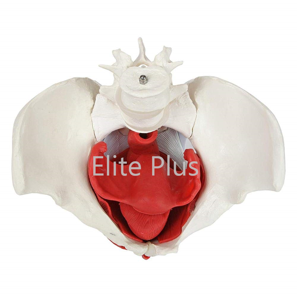 ZX-1233 Female Pelvic Muscles with Removable Genitals