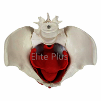 ZX-1233 Female Pelvic Muscles with Removable Genitals