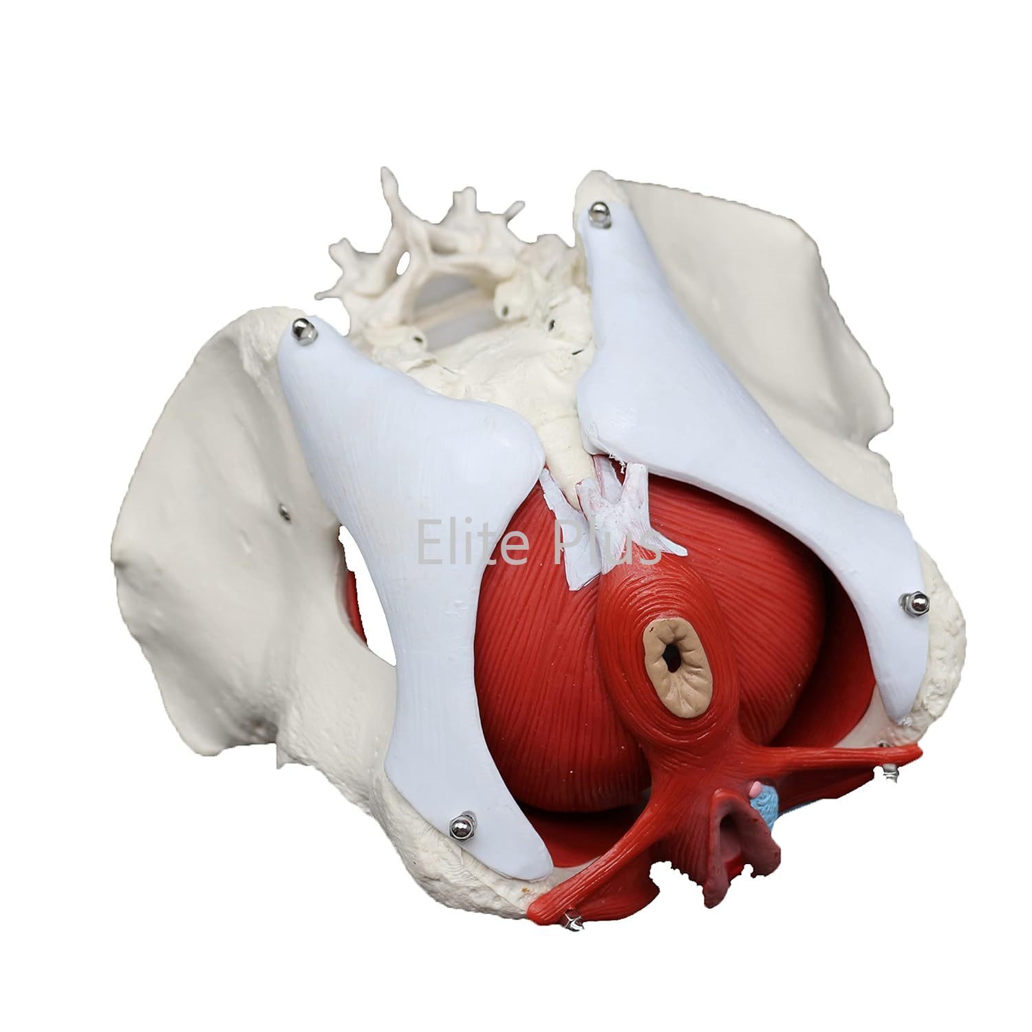 ZX-1233 Female Pelvic Muscles with Removable Genitals