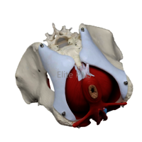 ZX-1233 Female Pelvic Muscles with Removable Genitals