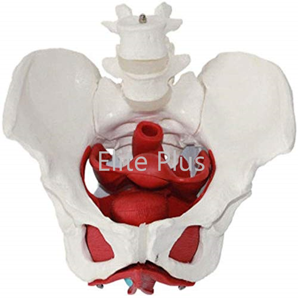 ZX-1233 Female Pelvic Muscles with Removable Genitals