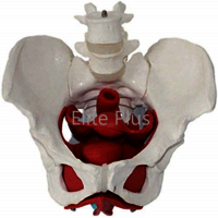 ZX-1233 Female Pelvic Muscles with Removable Genitals