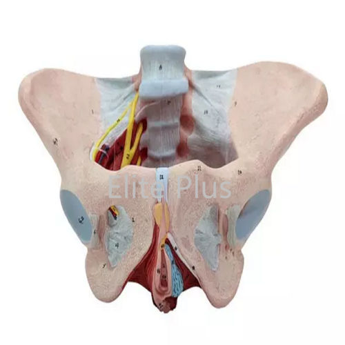 ZX-1231PN Female Pelvis Model, Deluxe