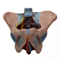 ZX-1231PN Female Pelvis Model, Deluxe
