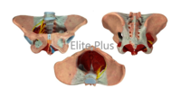 ZX-1231PN Female Pelvis Model, Deluxe