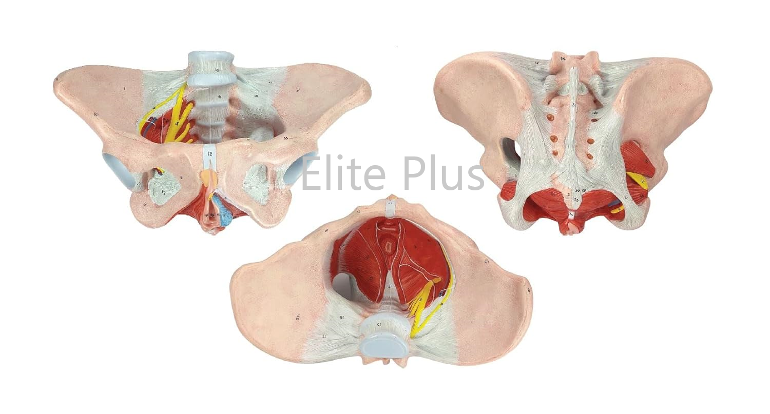 ZX-1231PN Female Pelvis Model, Deluxe