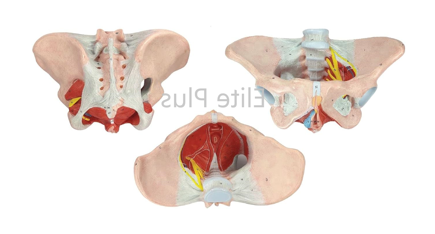 ZX-1231PN Female Pelvis Model, Deluxe