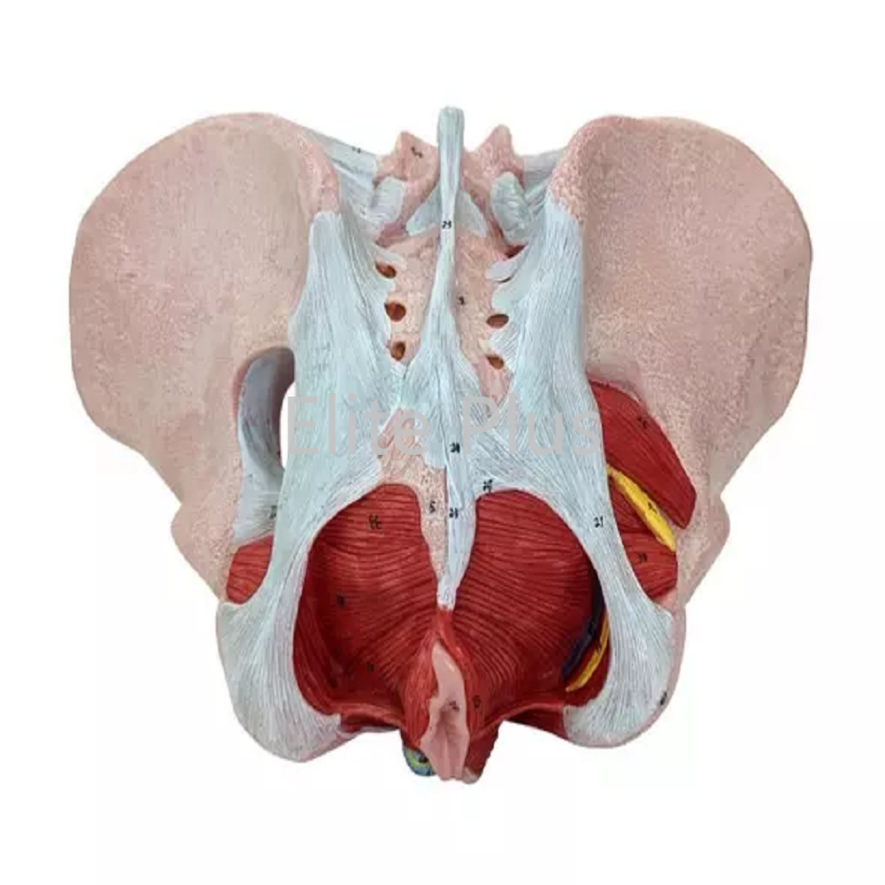 ZX-1231PN Female Pelvis Model, Deluxe