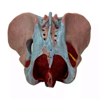 ZX-1231PN Female Pelvis Model, Deluxe