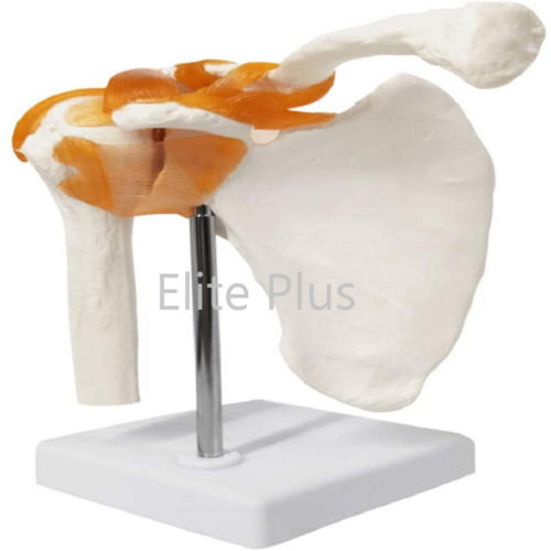 Zx-s109 Shoulder Joint Model Flexible