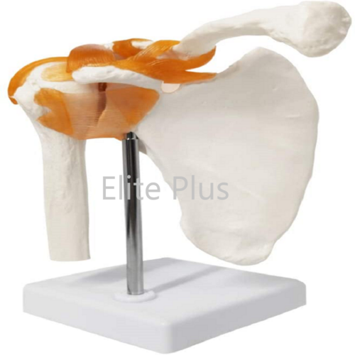 ZX-S109 Shoulder Joint Model Flexible