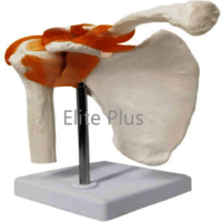 Zx-s109 Shoulder Joint Model Flexible - Color: Ivory