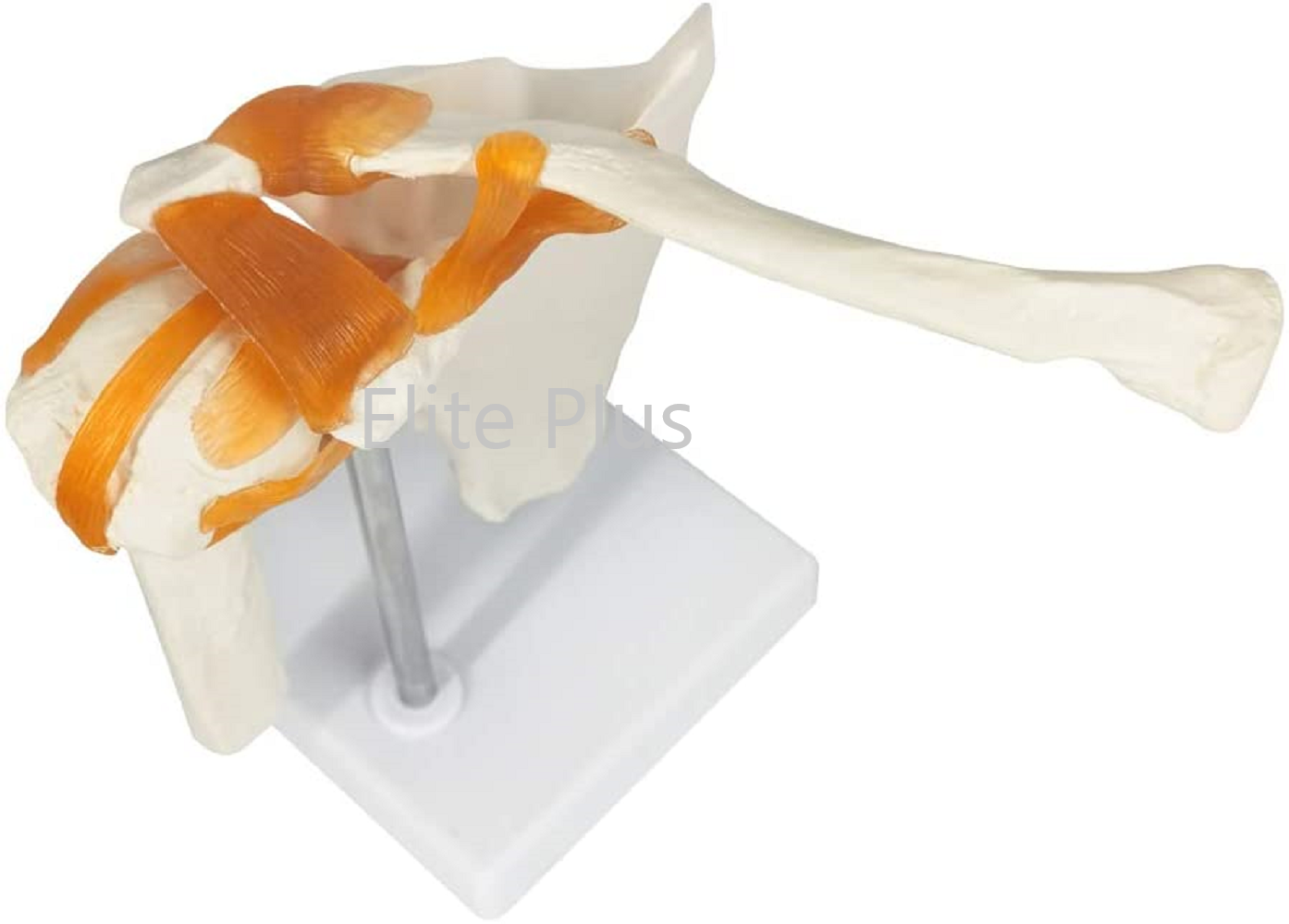 ZX-S109 Shoulder Joint Model Flexible